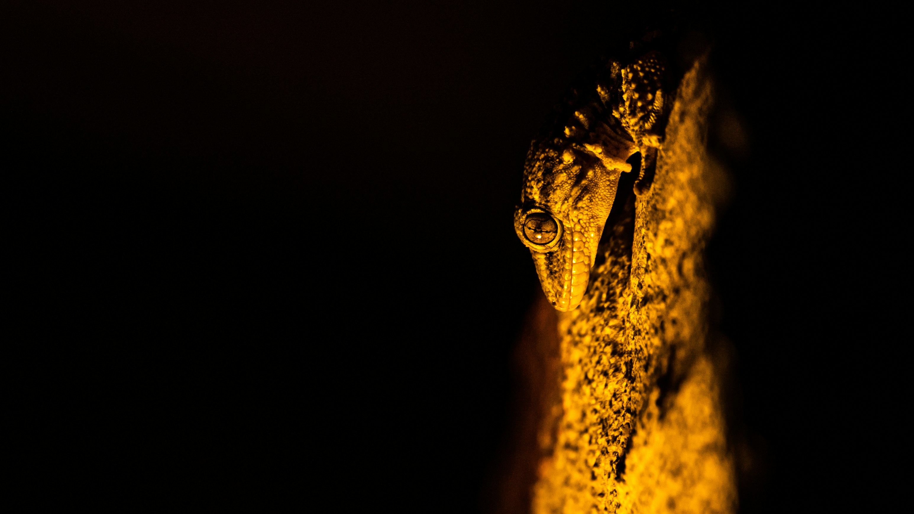 brown and black leaf with water droplets